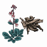 地黄