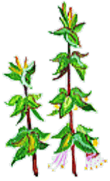 bajiru（ハーブのイラスト）