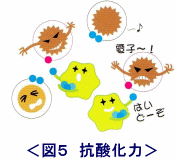 イラスト（抗酸化力）