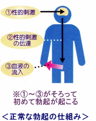 イラスト（正常な勃起の仕組み）