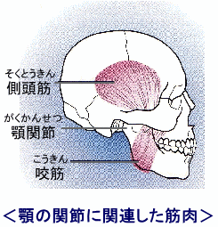 図（顎の関節に関連した筋肉）