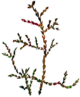 cypress（ハーブのイラスト）