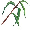 eucaly（ハーブのイラスト）