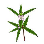 白花蛇舌草（フタバムグラ）