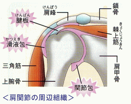 図（肩関節の周辺組織）