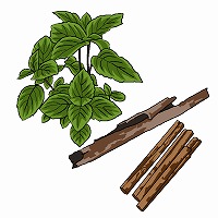 桂皮