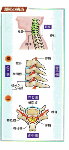 イラスト（頚椎の構造）