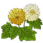菊花