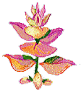kurariseiji（ハーブのイラスト）