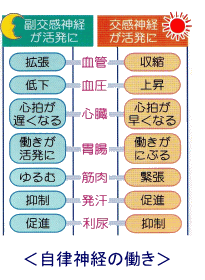 図（自律神経の働き）