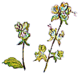 maajyoramu（ハーブのイラスト）