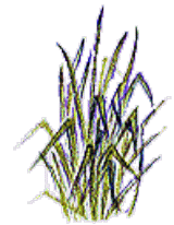 parumarouuza（ハーブのイラスト）