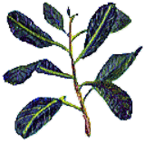 rabansara（ハーブのイラスト）