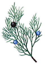 sidauddo（ハーブのイラスト）