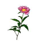 芍薬
