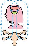 イラスト画（脳下垂体からの指令）
