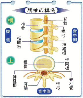 図（腰椎の構造）