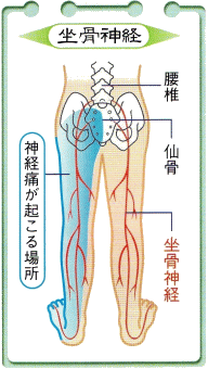 図（坐骨神経）